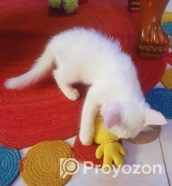 Persian Cat (male & Female)