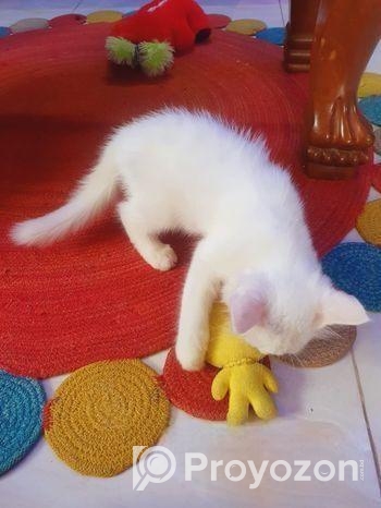 Persian Cat (male & Female)