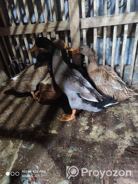 দেশি হাঁস বিক্রি করা হবে।