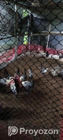 মিশরীয় ফাউমি মরগী