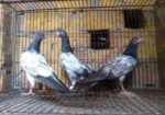 ৩ পিস টেডি বেবি
