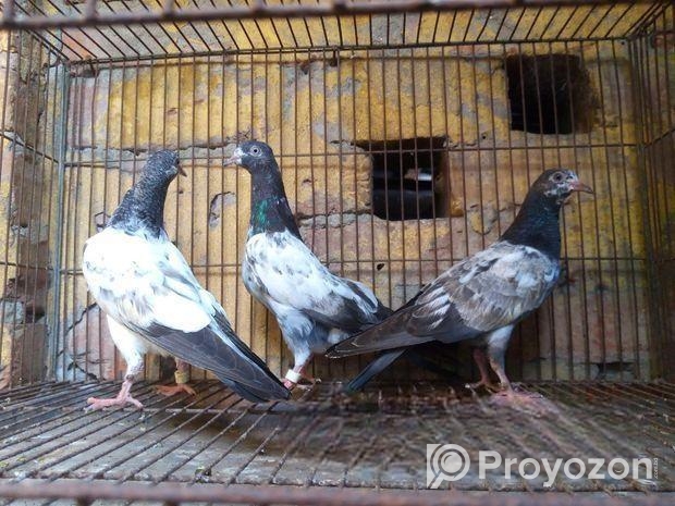 ৩ পিস টেডি বেবি