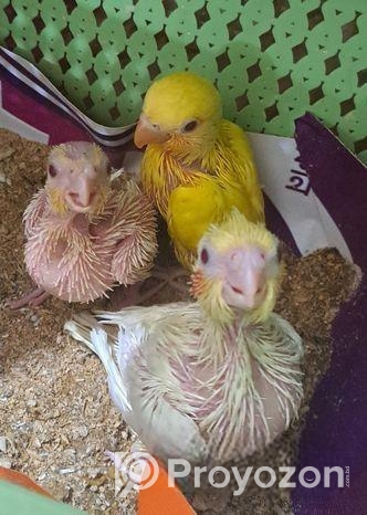 ককাটেল ও লাভ বার্ড বেবী বিক্রি হবে…