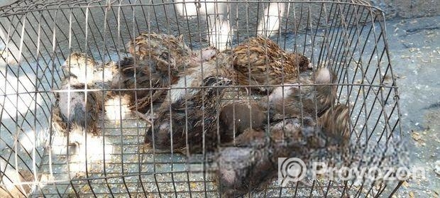 কোয়েল পাখি