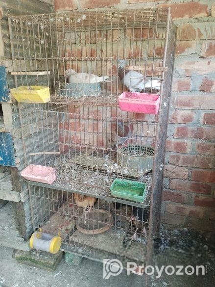 কবুতরের খাচা