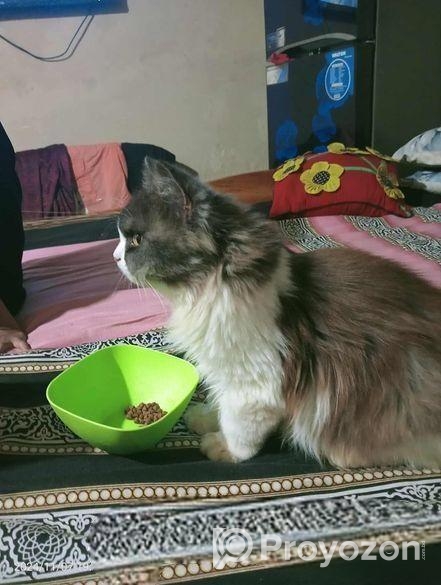 পারশিয়ান বিরাল