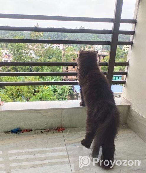 Traditional Persian Adult Male Cat