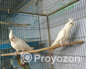 fitted-55_2025-10-28_23-28-04