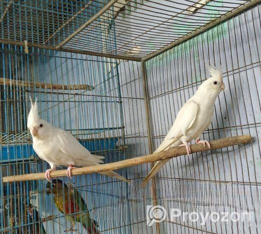 এলভিনো ককাটেইল