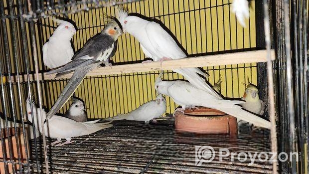 এলবিনো ককটাইল পাখি (ব্রিডিং পেয়ার)