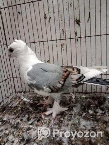 একটি ব্লু ঝাটিং মাদি বিক্রি হবে