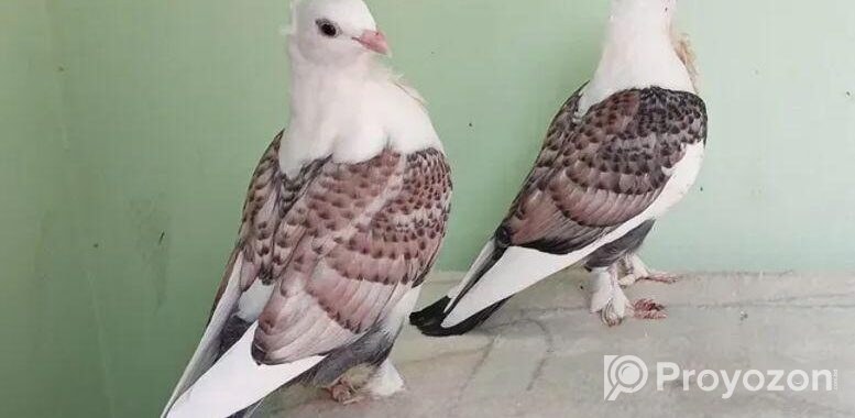 ঝর্না সার্টিন বাচ্চা
