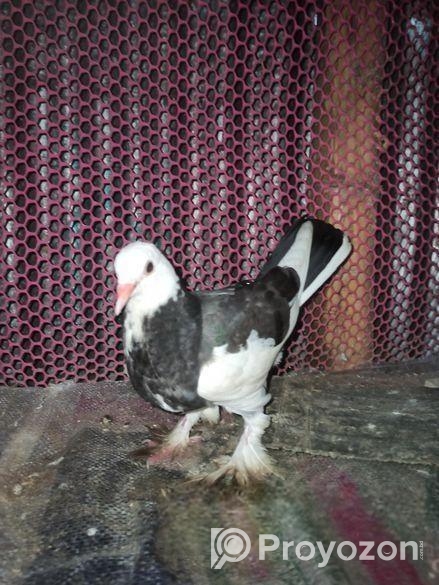 এক জোড়া বাচ্চা