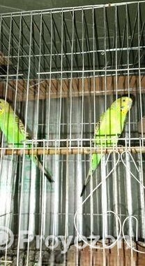 বাজরিগা পাখি