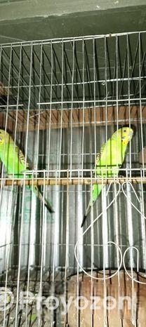 বাজরিগা পাখি