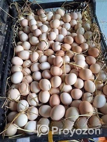 টাইগার মুরগির বীজ ডিম