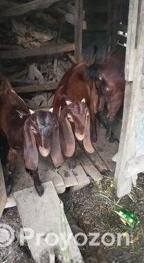 দুইটি ছাগল বিক্রি করা হবে।