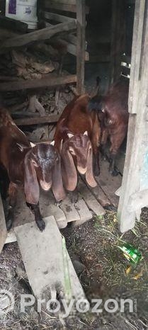 দুইটি ছাগল বিক্রি করা হবে।