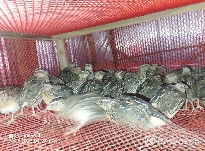 কোয়েল পাখি বিক্রি করা হবে