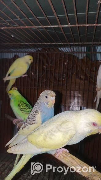 বাজিকর পাখির বাচ্চা