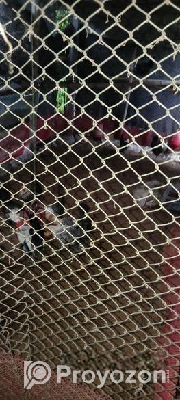 মিশরীয় ফাউমি মরগী