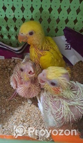 ককাটেল ও লাভ বার্ড বেবী বিক্রি হবে…