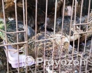 fitted-56_2025-10-23_10-15-40