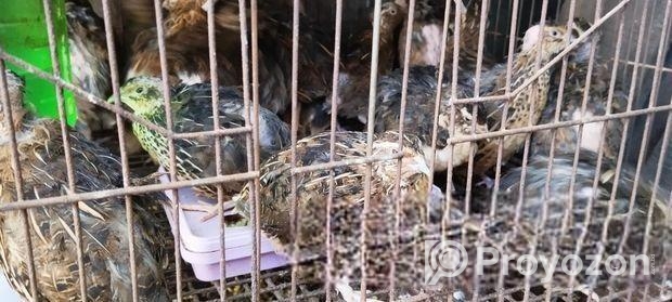 কোয়েল পাখি