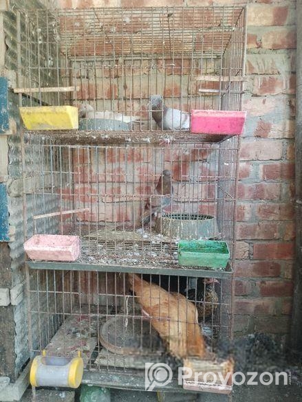 কবুতরের খাচা