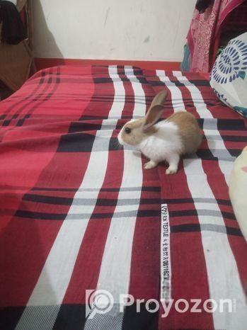 পালিত খরগোশ