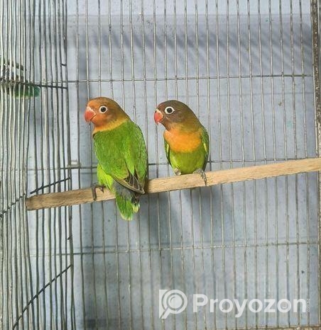 গ্রিন ফিসার