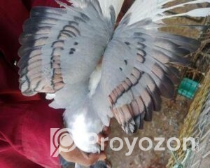 fitted-56_2025-10-30_10-36-58