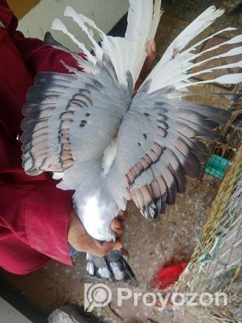 একটি ব্লু ঝাটিং মাদি বিক্রি হবে