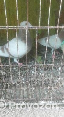 মিলি রেছার