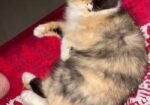Parsian Calico Female