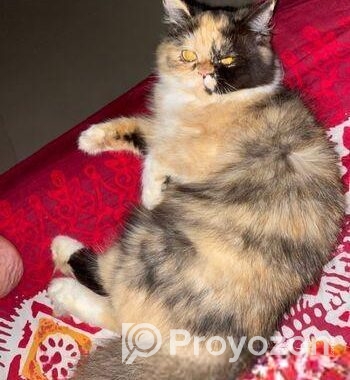Parsian Calico Female