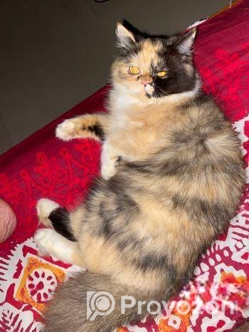 Parsian Calico Female