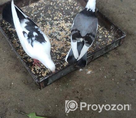 এক জোড়া বাচ্চা