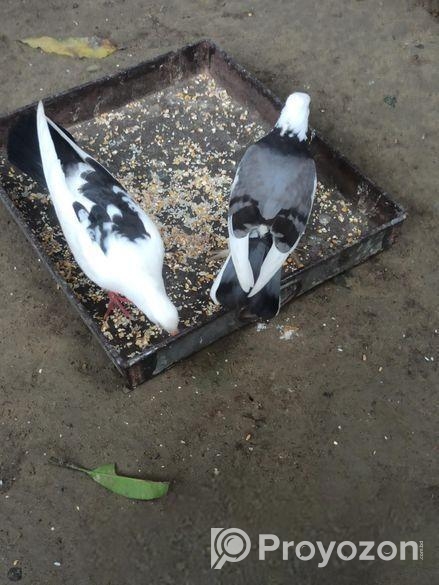 এক জোড়া বাচ্চা