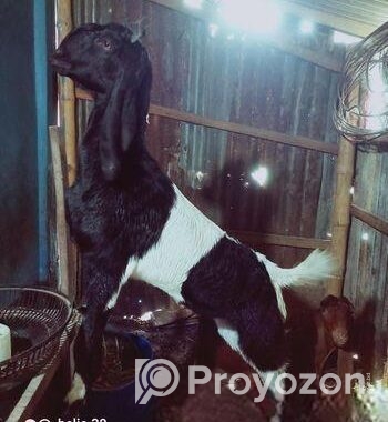 উননত জাতের বড় ছাগল