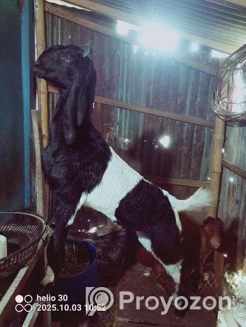 উননত জাতের বড় ছাগল