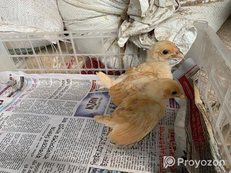 বাফ পলিশ কেপ ও তুর্কি সুলতান জাপানিস বেনতাম বাচ্চা।
