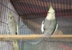 Cockatiel Adult Pair with Eggs