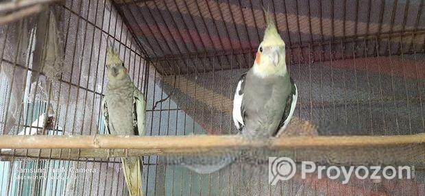 Cockatiel Adult Pair with Eggs