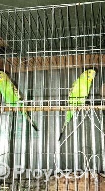 বাজরিগা পাখি