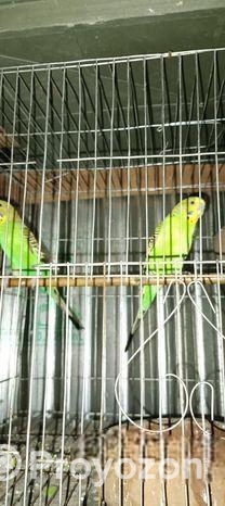 বাজরিগা পাখি