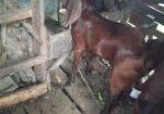 দুইটি ছাগল বিক্রি করা হবে।
