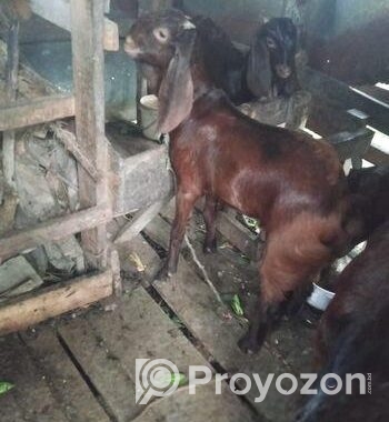 দুইটি ছাগল বিক্রি করা হবে।