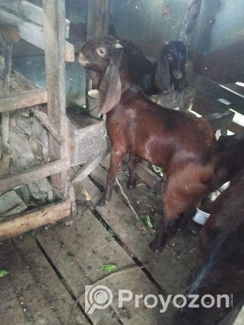 দুইটি ছাগল বিক্রি করা হবে।