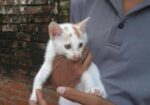 Pershian Mixed Baby Cat